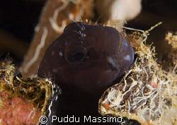 nikon d2x 105mm macro by Puddu Massimo 